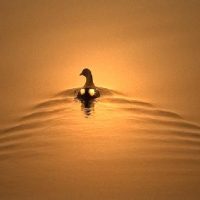 movement and stillness