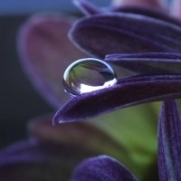 Drop on petal